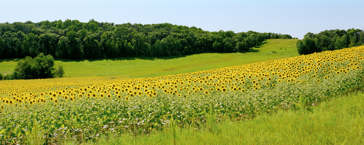 Field of sunflowers