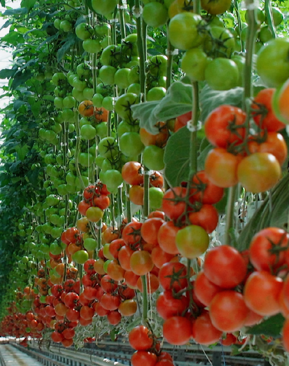 Tomatoes on vines