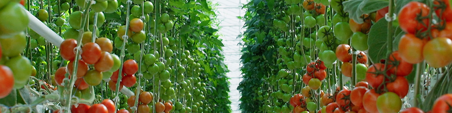 Tomatoes