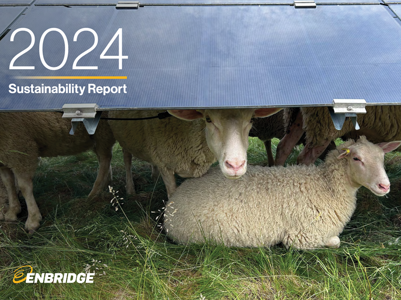 Sheep under solar panels