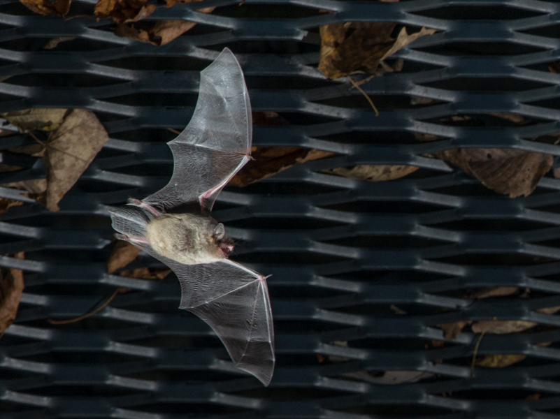 Bat in flight