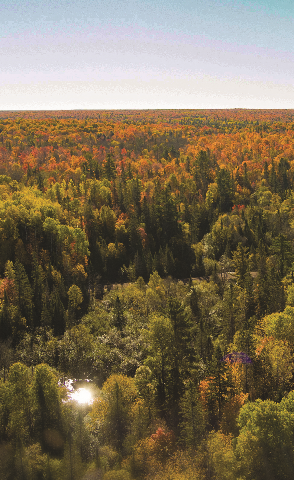 Trees in fall colors under a sunny sky