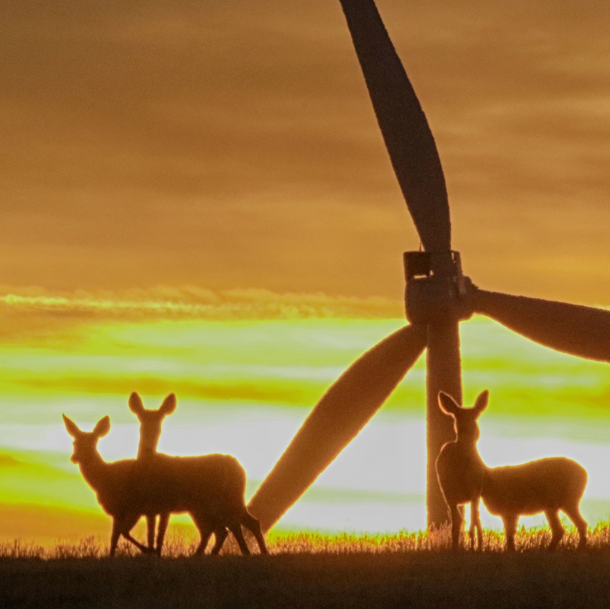 Deer in front of a wind turbine at sunset