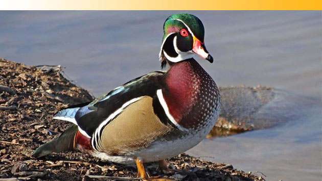 Duck