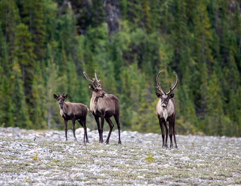 Caribou