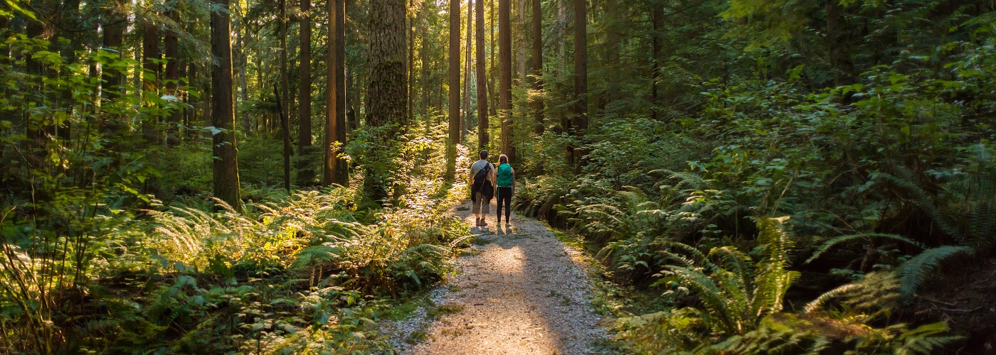 People walking in a forest