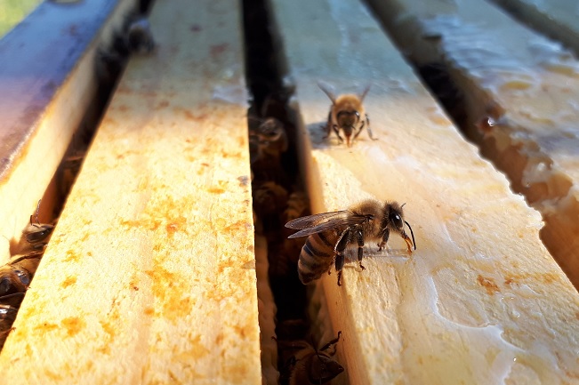 Bee hives