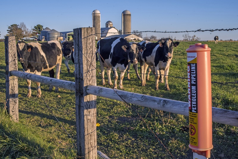 Cows on a farm adjacent to a pipeline right of way