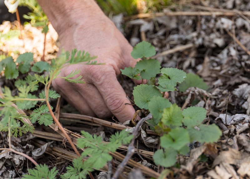 Hand picking a weed from the ground