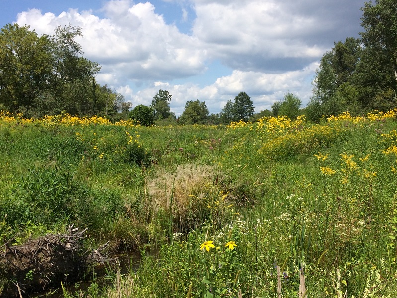 open field with flowers and tree and the sky 