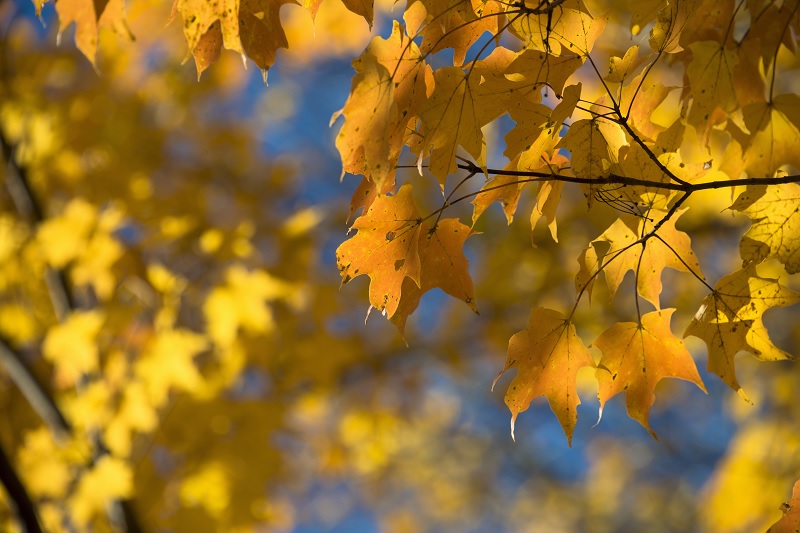 Vibrant fall colored leaves 