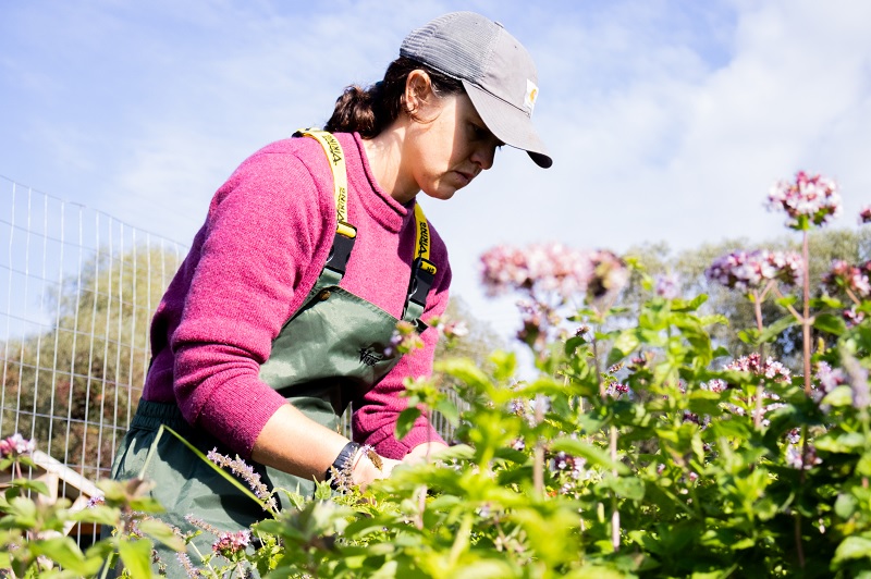 Woman harvesting vegetables