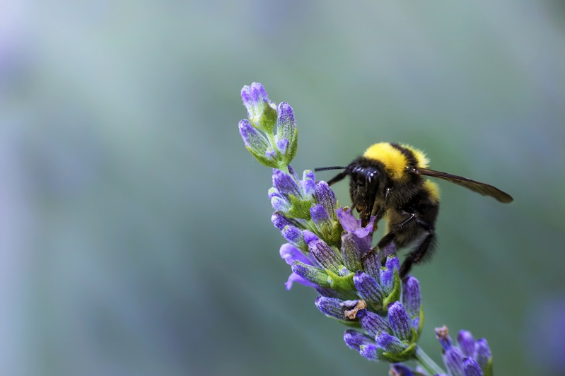 Bee pollinating a flower 