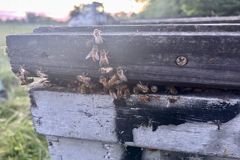 close up photo of bees