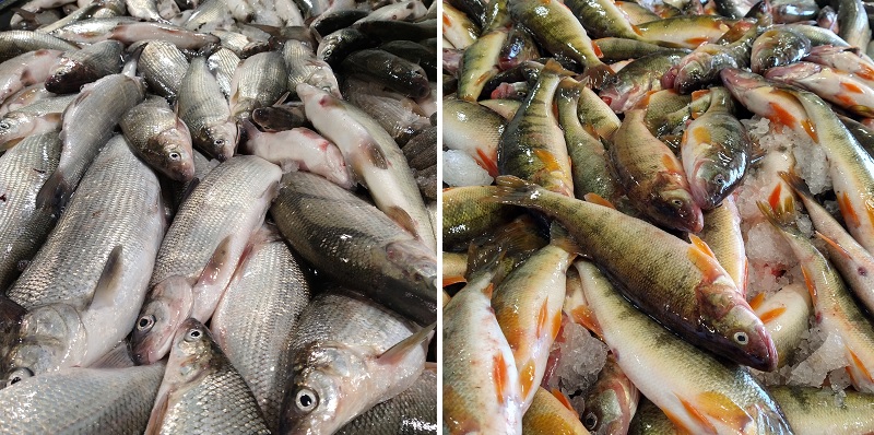 Two piles of fish