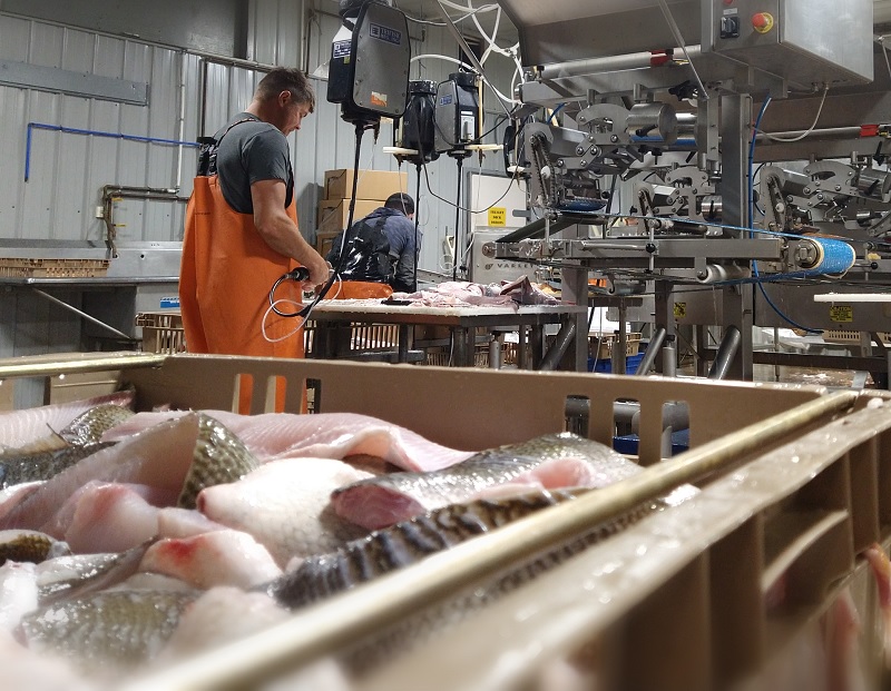 Workers processing fish using a pin bone machine