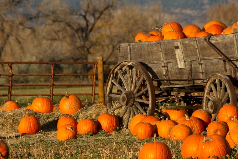 pumpkins on the ground and in a wagon