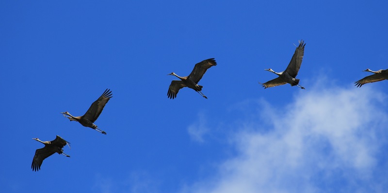 sandhill cranes in flight