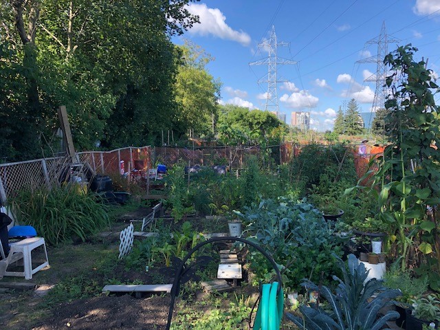 Bishop Allotment Garden in Toronto