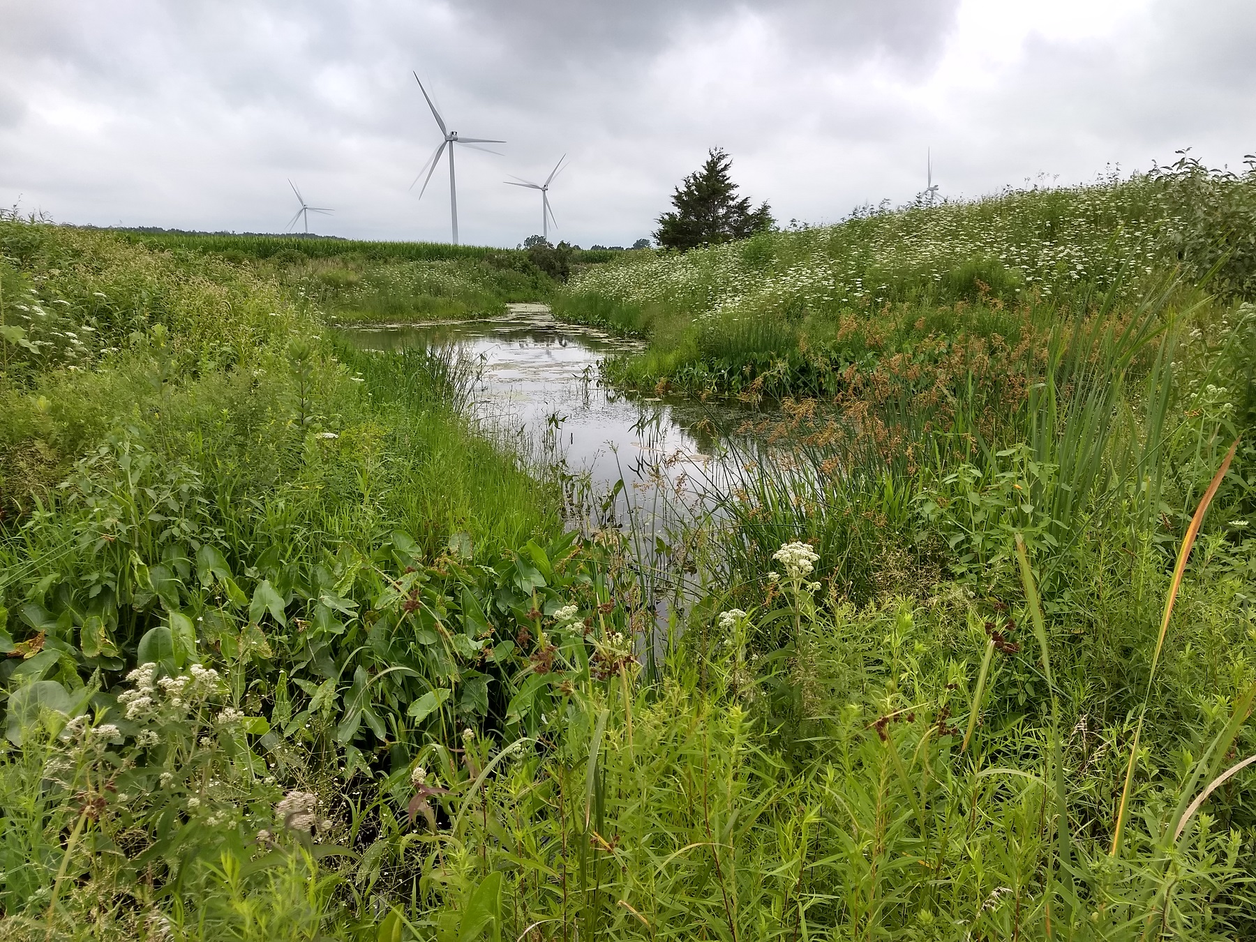 Wetlands restoration in Clear Creek, Ontario