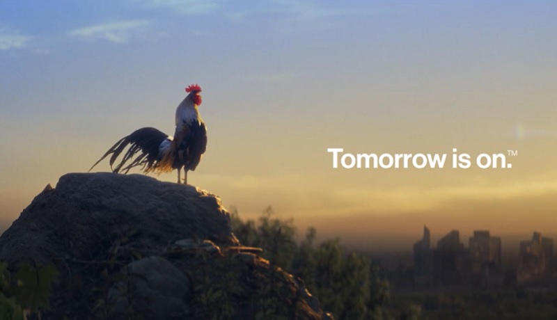 Rooster at dawn