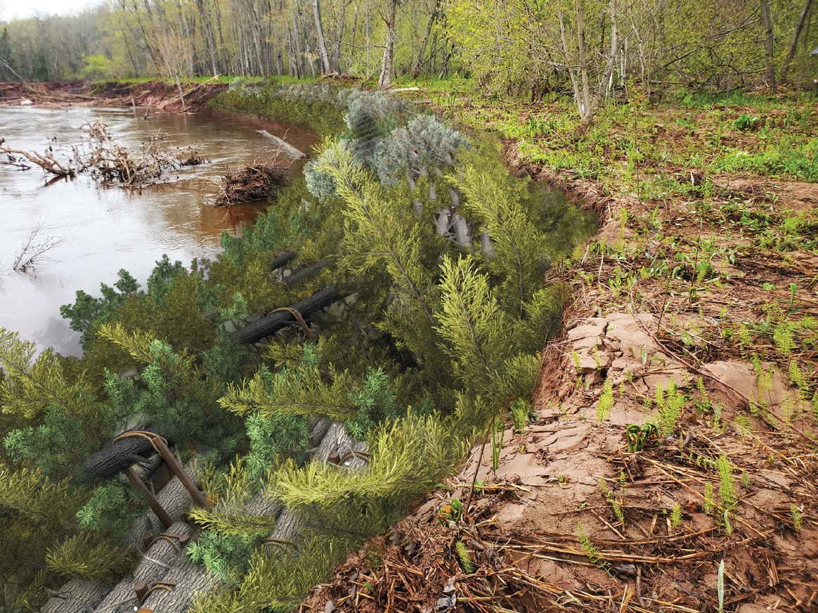 Tree branches on a riverbank
