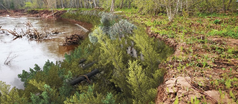 Tree branches on a riverbank