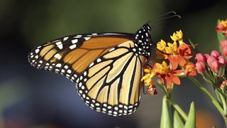 FAMI monarch NFWF