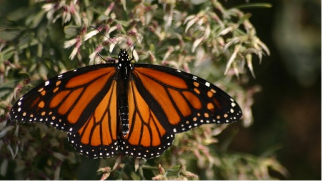 Monarch butterfly
