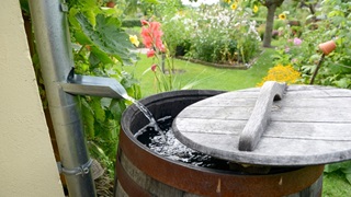 Rain barrel for blog