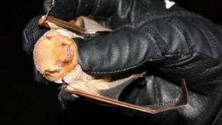 Northern long-eared bat for blog
