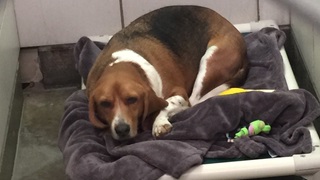 Souris Valley Animal Shelter