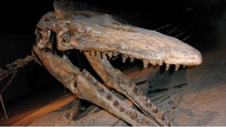 Fossil centre Morden Manitoba