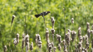 Ecofootprint Grant for blog