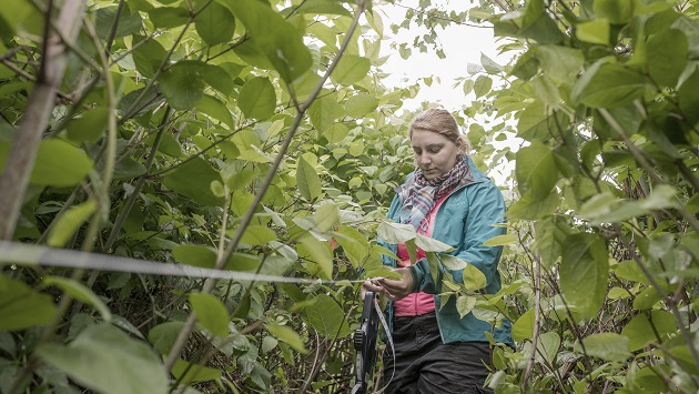 Valerie Aubin knotweed