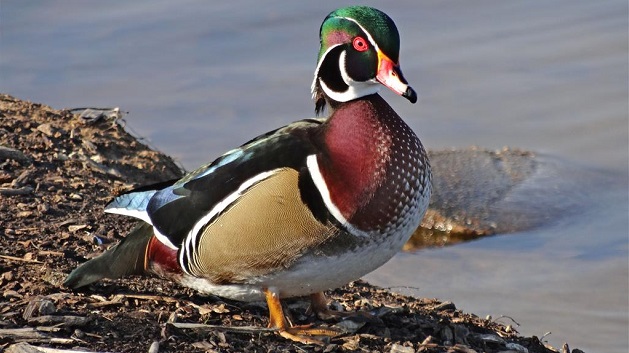 Wood duck wetlands