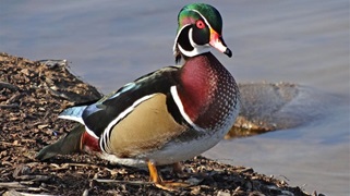Wood duck wetlands