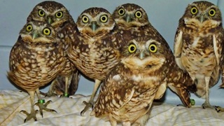 Burrowing owls for blog