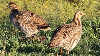 Attwaters prairie chicken