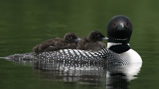 Minnesota Land Trust loon