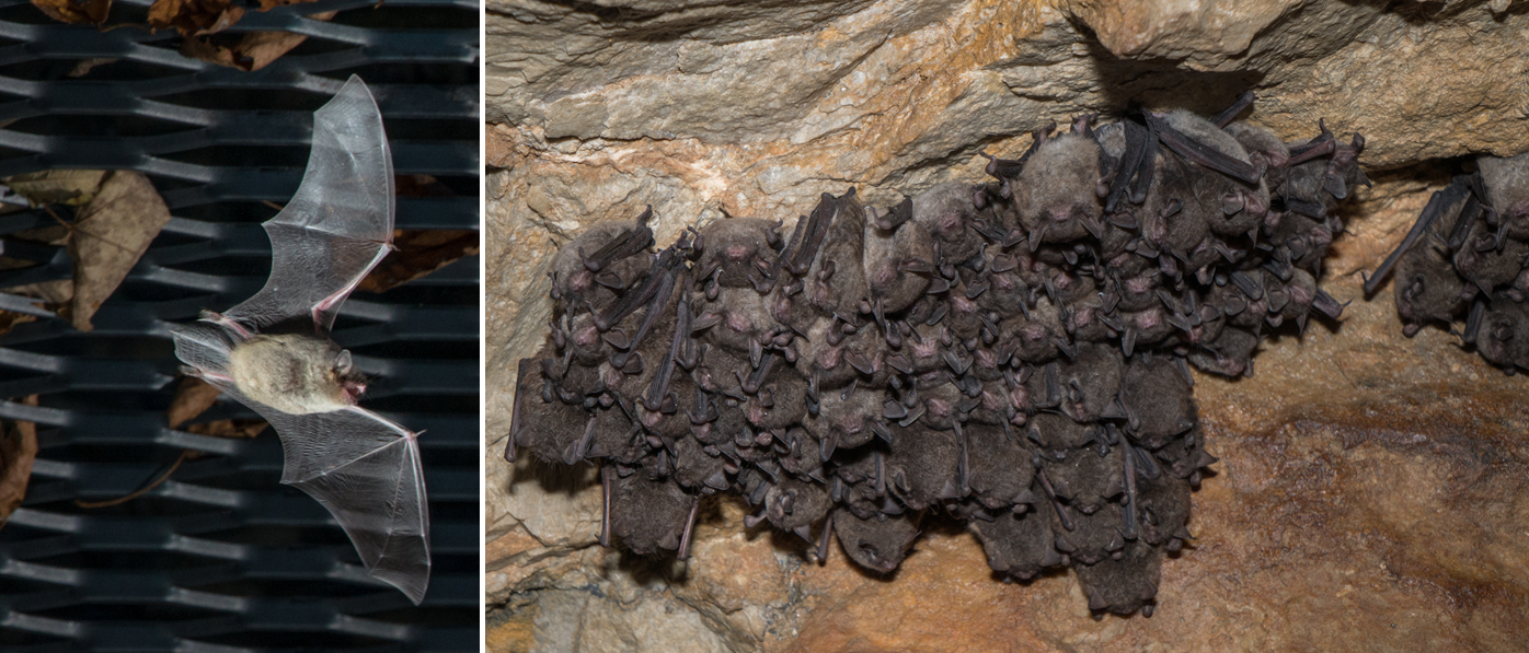 Bats hanging in a cave