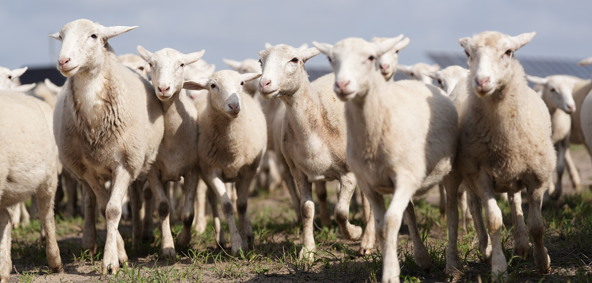 Running flock of sheep