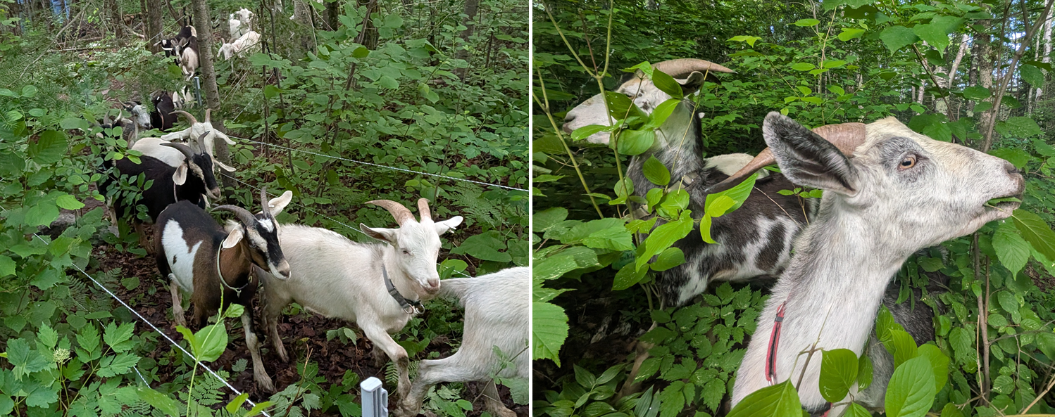 Goats walking up a pathway and eating leaves
