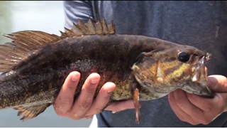 Kalamazoo River TV fishing